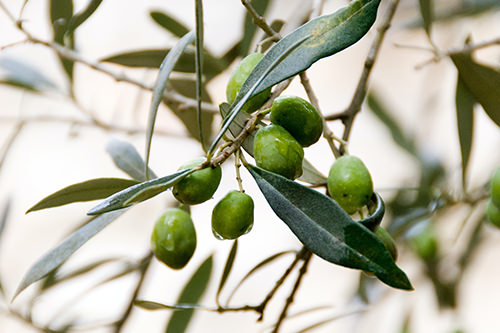 Hydroxytyrosol - ein bioaktives Olivenpolyphenol, welches Olivenöl besonders gesund macht