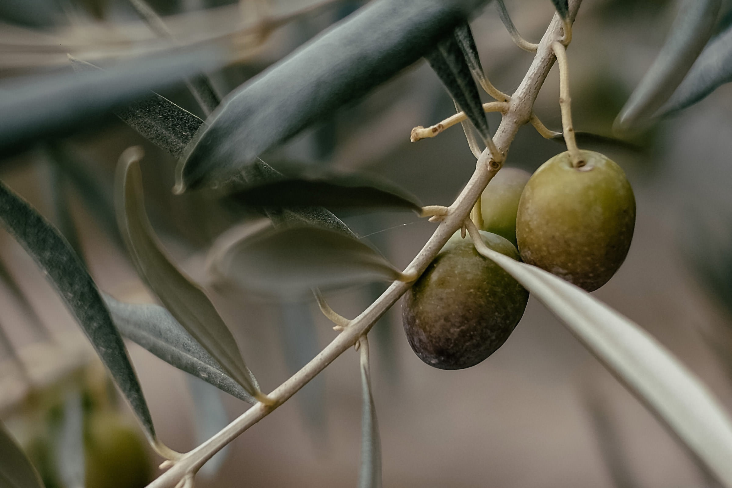 Olivenextrakt Hintergrundbild